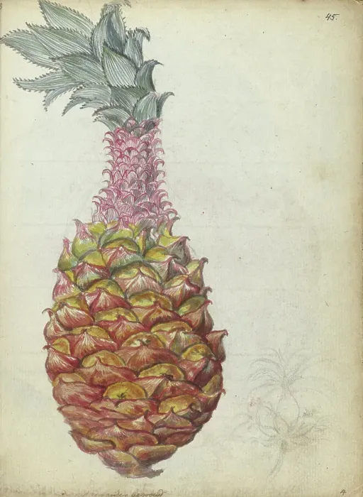 Framed Print : Pineapple, 1785. Creator: Jan Brandes Framed Print : Pineapple, 1785. Creator: Jan Brandes