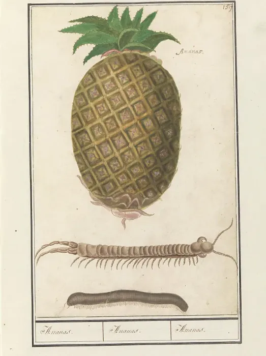 Framed Print : Pineapple (Ananas comosus) with a centipede and a millipede, 1596-1610. Creators: Anselmus de Boodt, Elias Verhulst