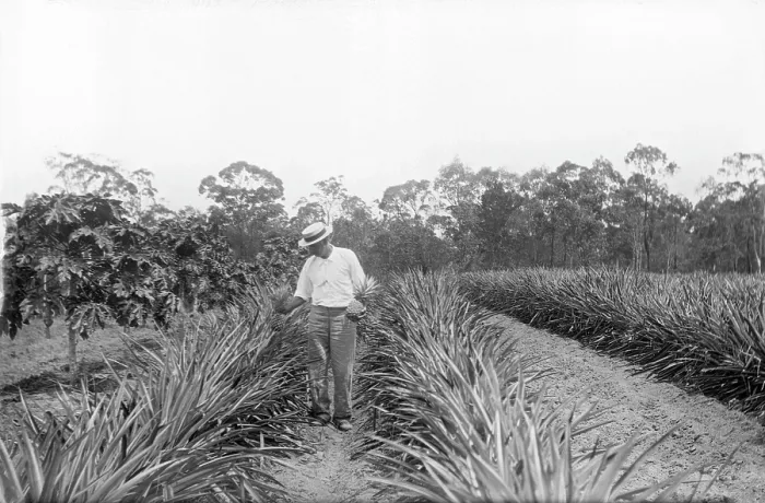 Framed Print : Pineapple farmer and harvesting pineapples, 1905. Creator: Robert Augustus Henry L'Estrange. Pineapple farmer and harvesting pineapples, 1905