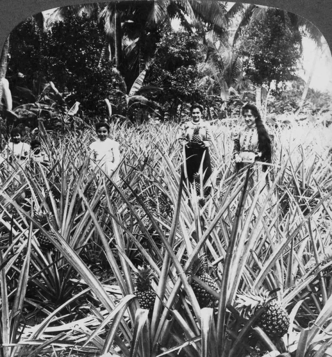 Framed Print : Pineapple fields, Mayaguez, Puerto Rico. Artist: Underwood & Underwood Framed Print : Pineapple fields, Mayaguez, Puerto Rico. Artist: Underwood & Underwood