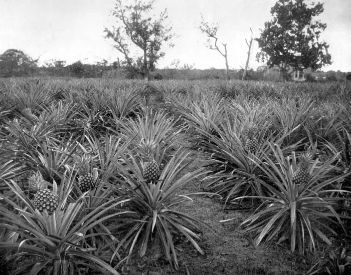 Framed Print : Pineapple grove, Jamaica, c1905. Artist: Adolphe Duperly & Son Framed Print : Pineapple grove, Jamaica, c1905. Artist: Adolphe Duperly & Son