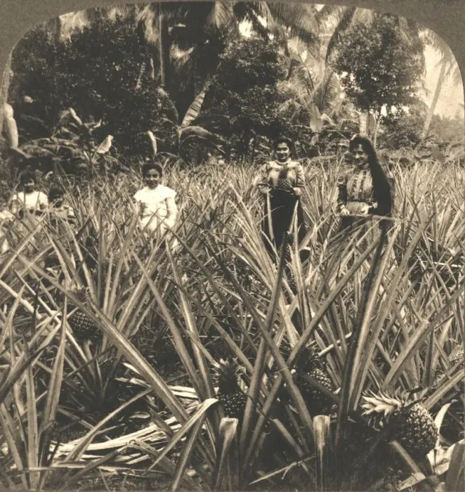 Framed Print : Pineapple Plantation, Mayaguez, Porto Rico, 1899. Creator: Works and Sun Sculpture Studios Framed Print : Pineapple Plantation, Mayaguez, Porto Rico, 1899. Creator: Works and Sun Sculpture Studios
