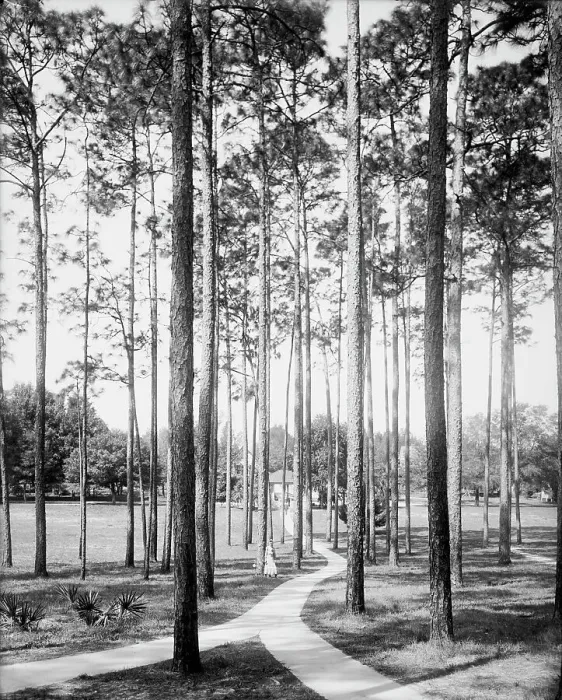 Framed Print : Pines at the College Arms Hotel, De Land, Fla. c1904. Creator: Unknown Framed Print : Pines at the College Arms Hotel, De Land, Fla. c1904. Creator: Unknown