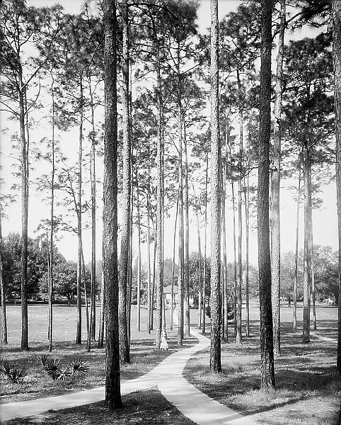 Pines at the College Arms Hotel, De Land, Fla. c1904. Creator: Unknown