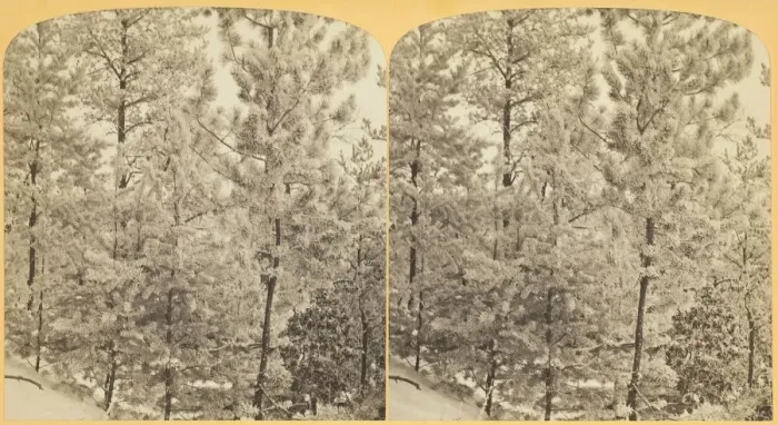 Framed Print : Among the Pines on a Frosty Morning, 1870 / 89. Creator: Henry Hamilton Bennett Framed Print : Among the Pines on a Frosty Morning, 1870 / 89. Creator: Henry Hamilton Bennett