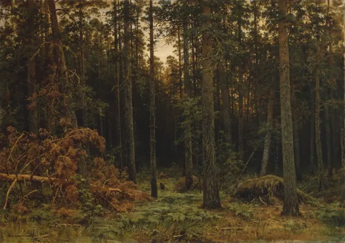 Framed Print : Pinewood, 1885. Artist: Shishkin, Ivan Ivanovich (1832-1898) Framed Print : Pinewood, 1885. Artist: Shishkin, Ivan Ivanovich (1832-1898)