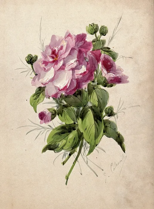 Framed Print : Pink camellia (Camellia species): flower and leaves, c19th century. Creator: G Calmard Framed Print : Pink camellia (Camellia species): flower and leaves, c19th century. Creator: G Calmard