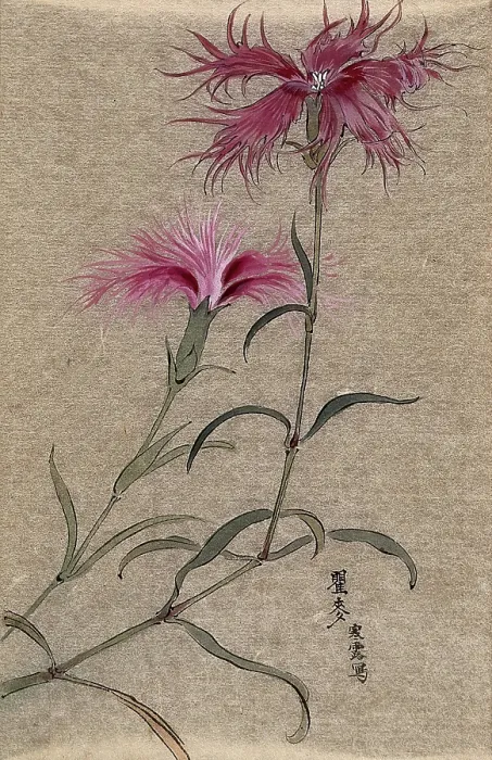 Framed Print : A pink (Dianthus species): flowering stem. Creator: Unknown Framed Print : A pink (Dianthus species): flowering stem. Creator: Unknown