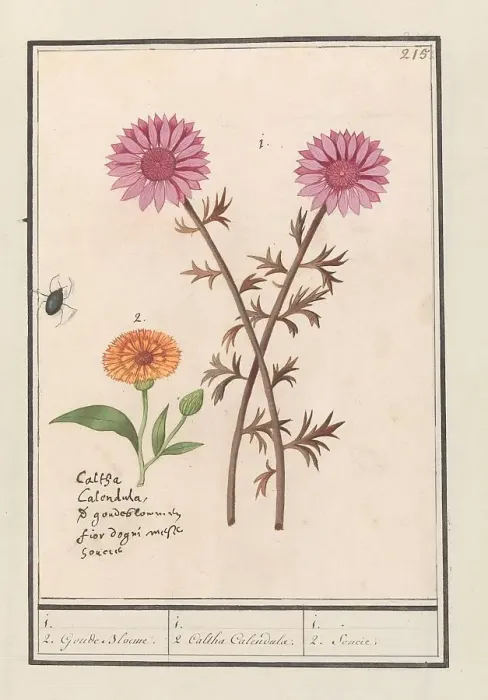 Framed Print : Pink flower (unknown) and marigold (Calendula officinalis), 1596-1610. Creators: Anselmus de Boodt, Elias Verhulst Framed Print : Pink flower (unknown) and marigold (Calendula officinalis), 1596-1610. Creators: Anselmus de Boodt, Elias Verhulst