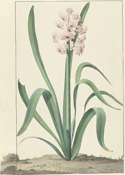 The pink hyacinth Rex Rubrorum, 1762. Creator: Jan Augustini