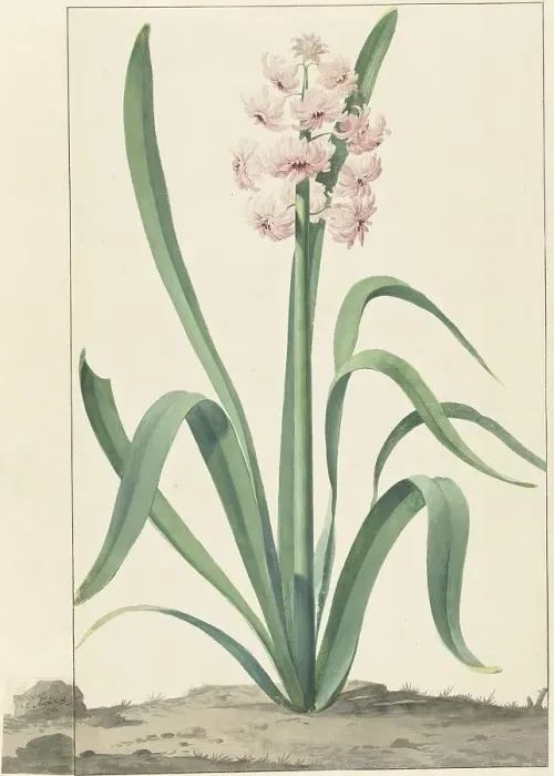 Framed Print : The pink hyacinth Rex Rubrorum, 1762. Creator: Jan Augustini Framed Print : The pink hyacinth Rex Rubrorum, 1762. Creator: Jan Augustini