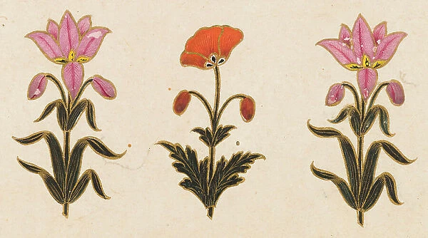 Pink lilies and red poppy motif, Folio from the Small Clive Album, Dated 1674-1675. Creator: Unknown