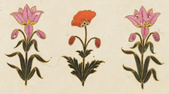 Framed Print : Pink lilies and red poppy motif, Folio from the Small Clive Album, Dated 1674-1675. Creator: Unknown Framed Print : Pink lilies and red poppy motif, Folio from the Small Clive Album, Dated 1674-1675. Creator: Unknown