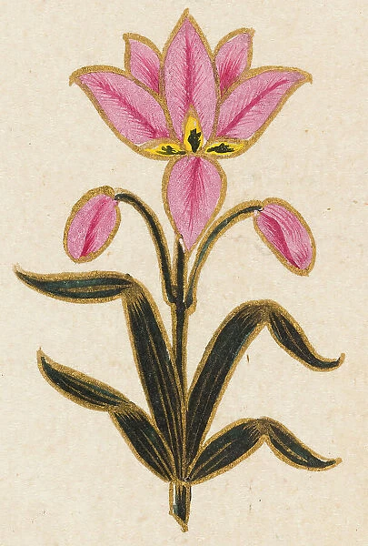Pink lily motif, Folio from the Small Clive Album, Dated 1674-1675. Creator: Unknown