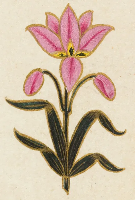 Framed Print : Pink lily motif, Folio from the Small Clive Album, Dated 1674-1675. Creator: Unknown Framed Print : Pink lily motif, Folio from the Small Clive Album, Dated 1674-1675. Creator: Unknown