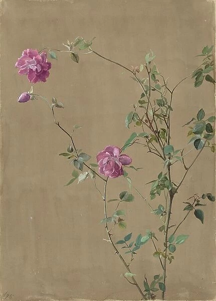Pink Roses, 1875. Creator: Fidelia Bridges