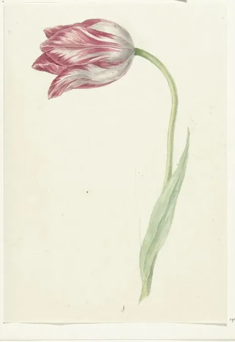Framed Print : Pink Tulip, 1775-1833. Creator: Jean Bernard Framed Print : Pink Tulip, 1775-1833. Creator: Jean Bernard