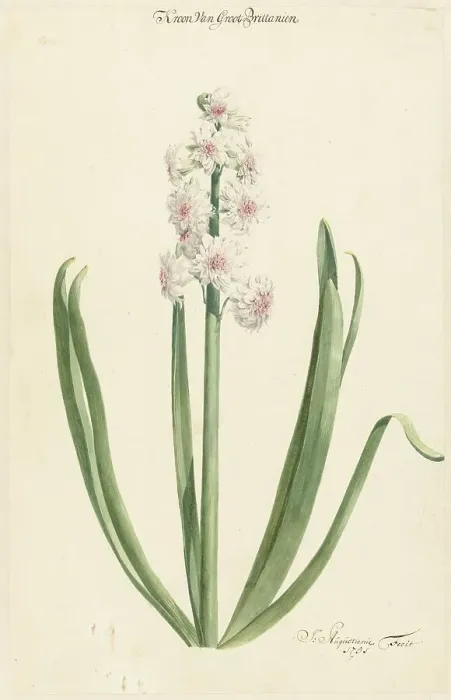 Framed Print : The pinkish white hyacinth Crown of Great Britain, 1751. Creator: Jan Augustini Framed Print : The pinkish white hyacinth Crown of Great Britain, 1751. Creator: Jan Augustini