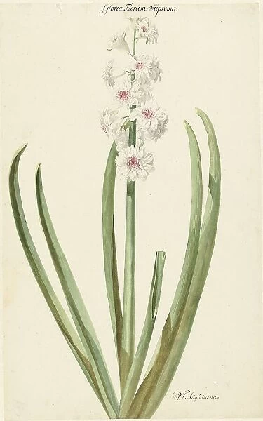 The pinkish white hyacinth Gloria Florum Suprema, 1735-1773. Creator: Jan Augustini