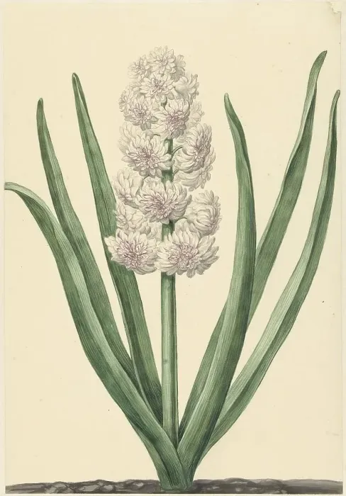 Framed Print : The pinkish white hyacinth State General, 1734. Creator: Abraham Hendrik Van Beesten Framed Print : The pinkish white hyacinth State General, 1734. Creator: Abraham Hendrik Van Beesten