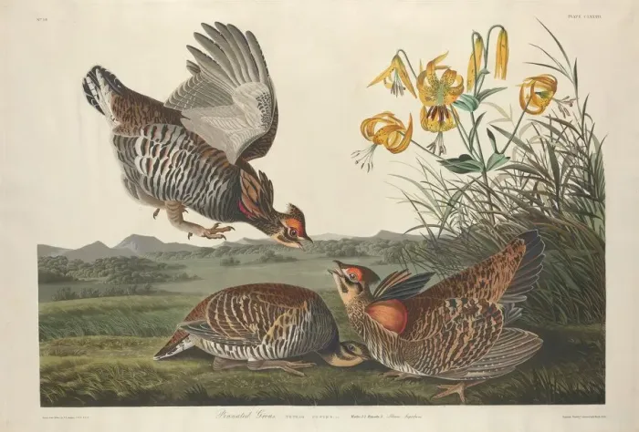 Framed Print : Pinnated Grous, 1834. Creator: Robert Havell Framed Print : Pinnated Grous, 1834. Creator: Robert Havell