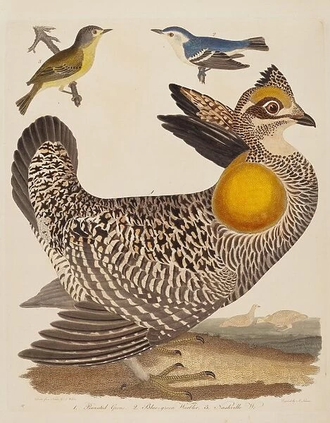 Pinnated Grous, Blue-green Warbler, and Nashville Warbler, published 1808-1814