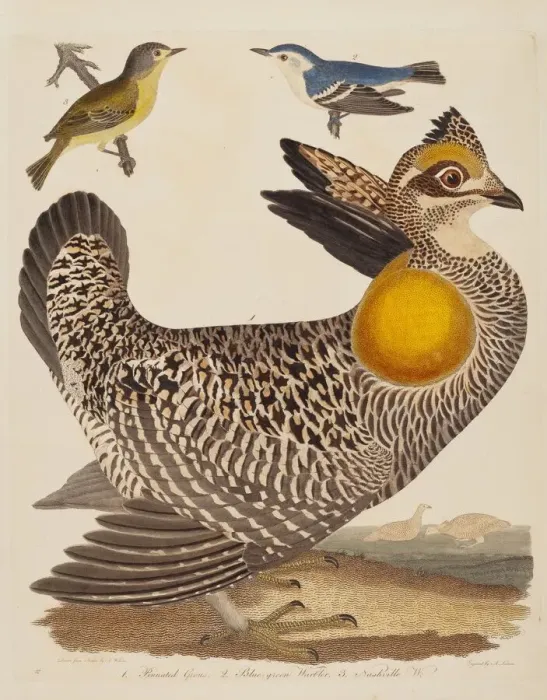 Framed Print : Pinnated Grous, Blue-green Warbler, and Nashville Warbler, published 1808-1814 Framed Print : Pinnated Grous, Blue-green Warbler, and Nashville Warbler, published 1808-1814