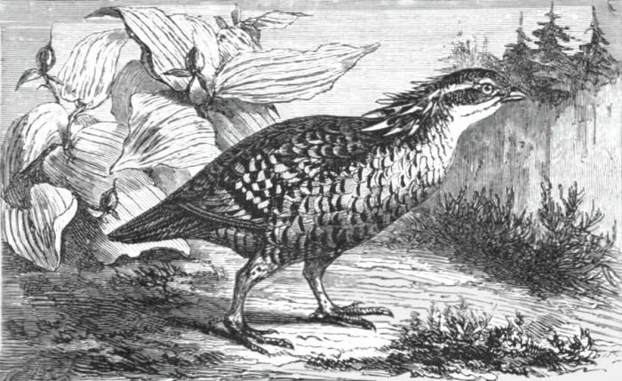 Framed Print : The Pinnated Grouse (Tetrao cupido); A Flying Visit to Florida, 1875. Creator: Thomas Mayne Reid Framed Print : The Pinnated Grouse (Tetrao cupido); A Flying Visit to Florida, 1875. Creator: Thomas Mayne Reid