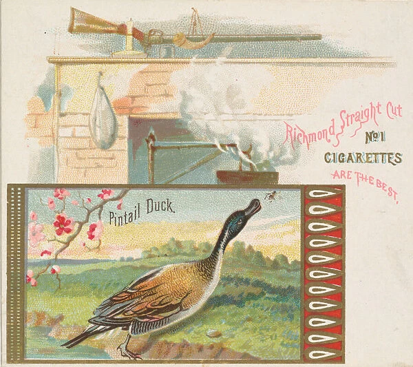 Pintail Duck, from the Game Birds series (N40) for Allen & Ginter Cigarettes, 1888-90