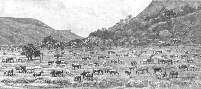Framed Print : The Pioneer Corps of the British South Africa Co's Forces on their way to Mashonaland; The Camp on Creator: Unknown Framed Print : The Pioneer Corps of the British South Africa Co's Forces on their way to Mashonaland; The Camp on Creator: Unknown