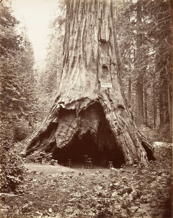 Framed Print : Pioneers Cabin, 1865-66, printed ca. 1876. Creator: Carleton Emmons Watkins Framed Print : Pioneers Cabin, 1865-66, printed ca. 1876. Creator: Carleton Emmons Watkins