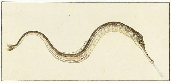 Pipefish (Syngnatus Acus), 1664-1693. Creator: Pieter Withoos