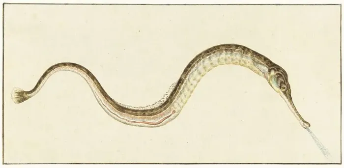 Framed Print : Pipefish (Syngnatus Acus), 1664-1693. Creator: Pieter Withoos Framed Print : Pipefish (Syngnatus Acus), 1664-1693. Creator: Pieter Withoos