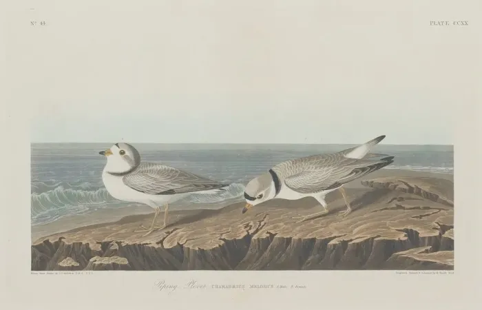 Framed Print : Piping Plover, 1834. Creator: Robert Havell Framed Print : Piping Plover, 1834. Creator: Robert Havell