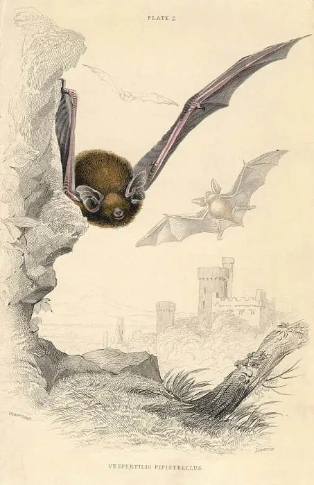 Framed Print : Pipistrelle bat (Pipistrellus pipistrellus), 1828 Framed Print : Pipistrelle bat (Pipistrellus pipistrellus), 1828
