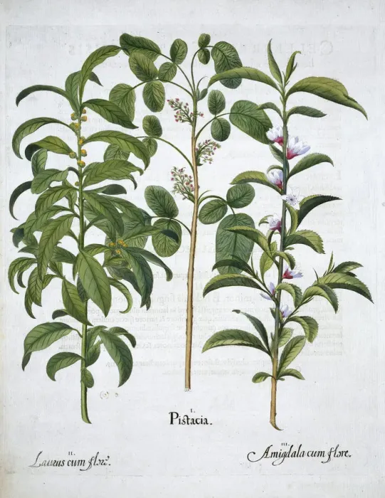 Framed Print : Pistachio Nut, Bay Tree (Laurus Nobilis) and Almond, 1613 Framed Print : Pistachio Nut, Bay Tree (Laurus Nobilis) and Almond, 1613