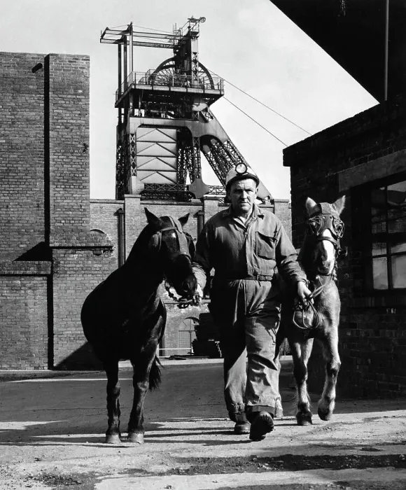 Framed Print : Pit ponies, South Yorkshire, 1967. Artist: Michael Walters Framed Print : Pit ponies, South Yorkshire, 1967. Artist: Michael Walters