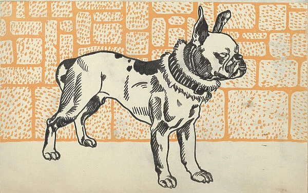 Pitbull Terrier, 1912. Creator: Moritz Jung