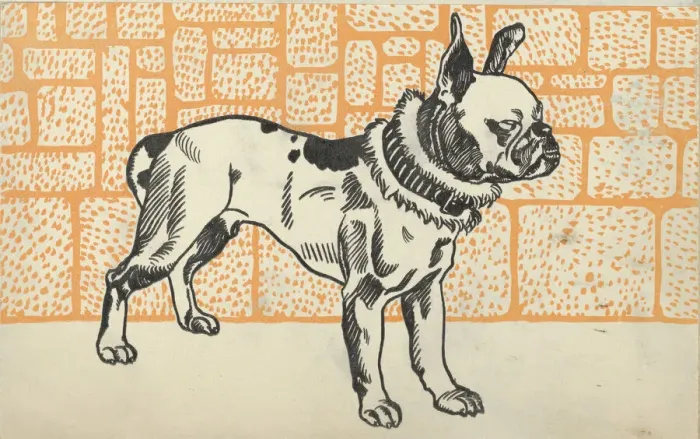 Framed Print : Pitbull Terrier, 1912. Creator: Moritz Jung Framed Print : Pitbull Terrier, 1912. Creator: Moritz Jung
