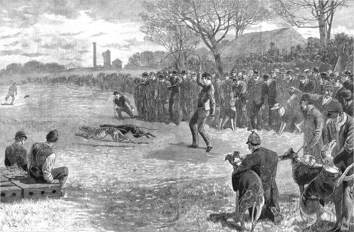Framed Print : A Pitmans Holiday -- Rabbit Coursing with Greyhounds, 1890. Creator: Unknown Framed Print : A Pitmans Holiday -- Rabbit Coursing with Greyhounds, 1890. Creator: Unknown