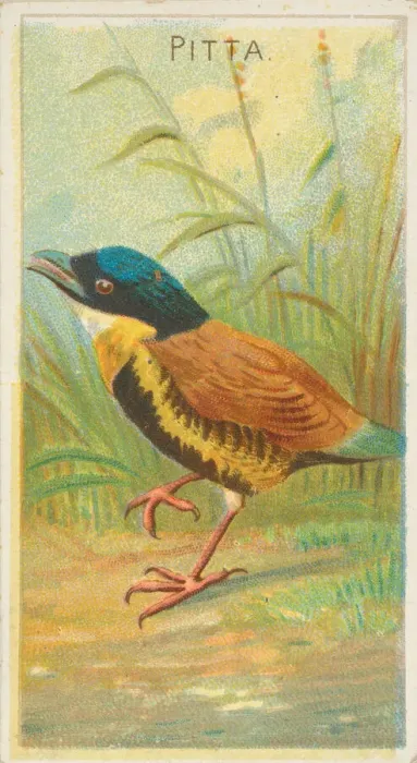 Framed Print : Pitta, from the Birds of the Tropics series (N5) for Allen & Ginter Cigarettes Brands Framed Print : Pitta, from the Birds of the Tropics series (N5) for Allen & Ginter Cigarettes Brands