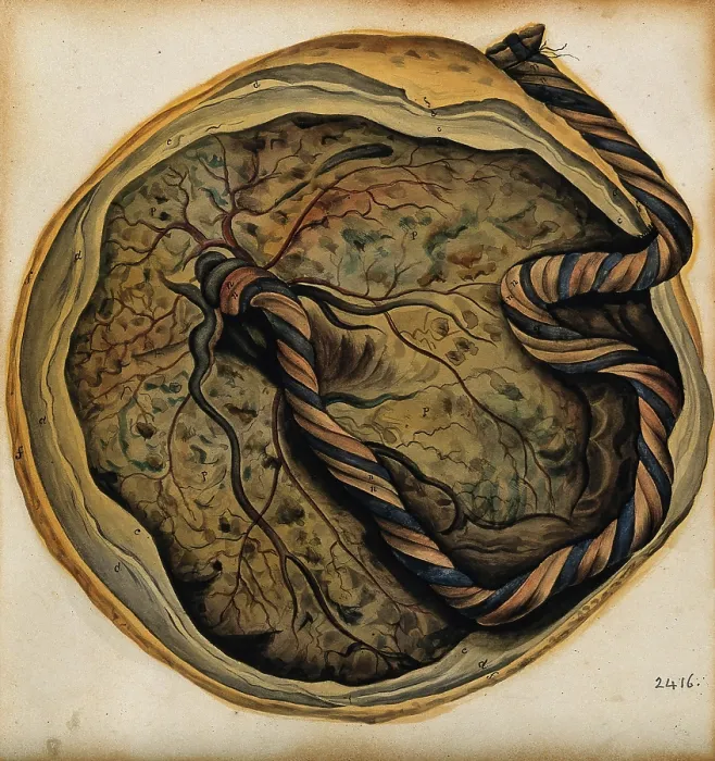 Framed Print : The placenta and umbilical cord, 1800-1860. Creator: John Lizars Framed Print : The placenta and umbilical cord, 1800-1860. Creator: John Lizars