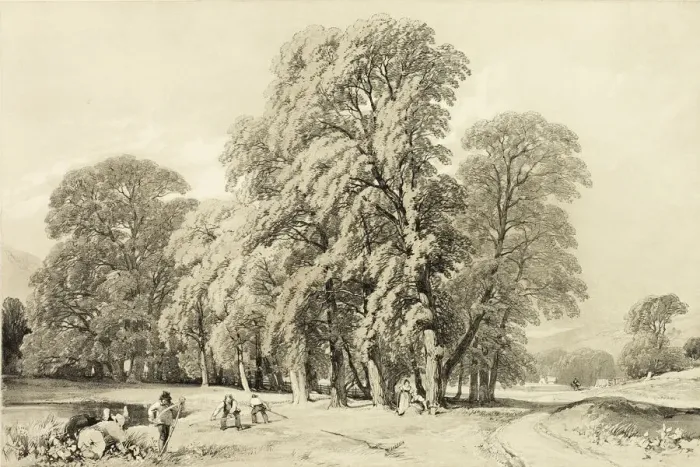 Framed Print : Plane Trees, from The Park and the Forest, 1841. Creator: James Duffield Harding Framed Print : Plane Trees, from The Park and the Forest, 1841. Creator: James Duffield Harding