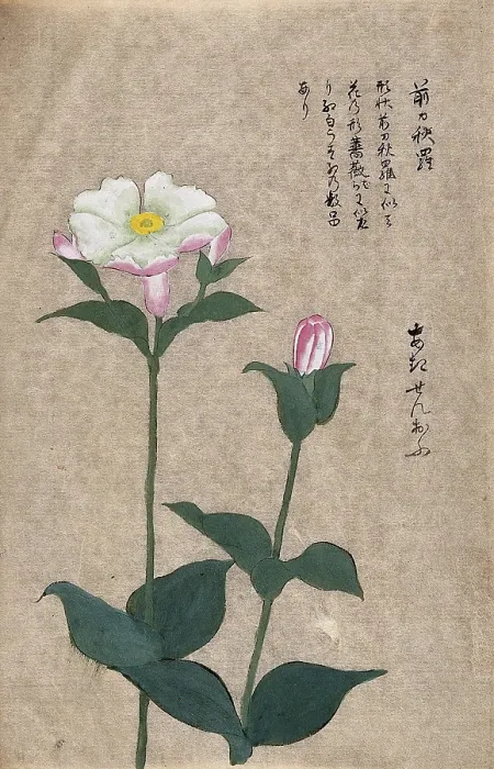 Framed Print : A plant in the Caryophyllaceae family: two flowering stems. Creator: Unknown Framed Print : A plant in the Caryophyllaceae family: two flowering stems. Creator: Unknown