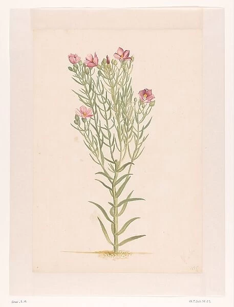 Plant with pink flowers, 1668-1729. Creator: Vincent Laurentz van der Vinne I