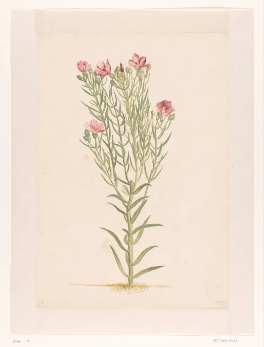 Framed Print : Plant with pink flowers, 1668-1729. Creator: Vincent Laurentz van der Vinne I Framed Print : Plant with pink flowers, 1668-1729. Creator: Vincent Laurentz van der Vinne I
