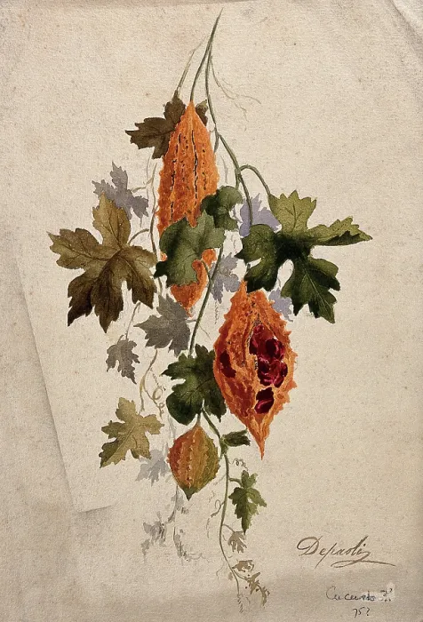 Framed Print : A plant, possibly balsam apple (Momordica balsamina): fruiting stem, c1880s. Creator: Depaoli Framed Print : A plant, possibly balsam apple (Momordica balsamina): fruiting stem, c1880s. Creator: Depaoli