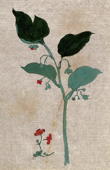Framed Print : A plant, possibly of the Boraginaceae family: flowering stem with separate flowers. Creator: Unknown Framed Print : A plant, possibly of the Boraginaceae family: flowering stem with separate flowers. Creator: Unknown