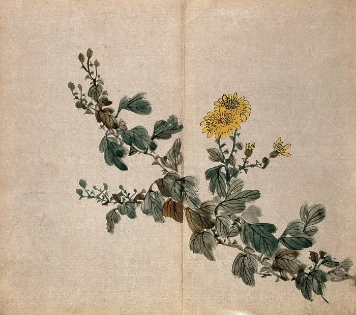 Framed Print : A plant, possibly a chrysanthemum: flowering stem. Creator: Unknown Framed Print : A plant, possibly a chrysanthemum: flowering stem. Creator: Unknown