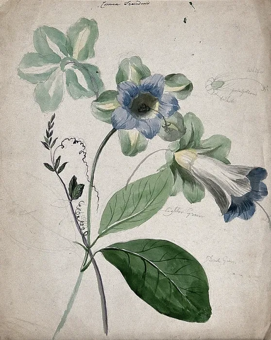 Framed Print : A plant, possibly Cobaea scandens: flowering stems with labels describing colour of various parts. Creator: Unknown Framed Print : A plant, possibly Cobaea scandens: flowering stems with labels describing colour of various parts. Creator: Unknown